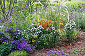 Patagonian verbena, lantern flower physalis, Bertram's sheaf, aster, coneflower, cushion aster in a bed