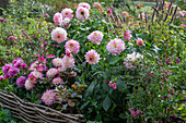 Dahlia (Dahlia) and snowberry (Symphoricarpos) in the bed