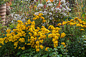 Autumn chrysanthemum 'Bienchen' (Chrysanthemum indicum), yellow-flowering perennial in the garden