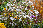 Butterfly on white viper's bugloss (Ageratina altissima)