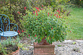 Honeydew sage (Salvia elegans) in a pot on the patio