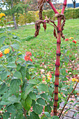 Faded oriental knotweed (Persicaria orientalis) in the garden in autumn