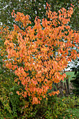 European cherry (Prunus serrulata) 'Amanogawa' in autumn colour