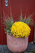 Herbstchrysantheme (Chrysanthemum), Japan-Segge (Carex) und Chinaschilf (Miscanthus) im Herbst