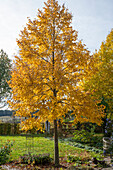 Lime tree (Tilia) in the garden in autumn foliage