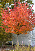 Woolly apple or woolly apple (Malus tschonoskii) in autumn foliage