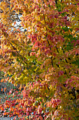 Persisches Eisenholz (Parrotia persica) in Herbstfarben