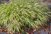 Japan mountain grass (Hakonechloa macra) in the garden in autumn