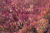 Swamp spurge 'Weihenstephan' (Euphorbia palustris) in autumn colours