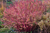 Marsh spurge 'Weihenstephan' (Euphorbia palustris) in autumn colour