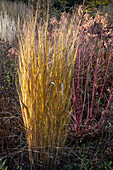 Switchgrass (Panicum virgatum) 'Northwind' in autumn