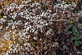 Seed heads of white wood aster (Aster divaricatus)