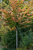 Persian ironwood tree (Parotia persica) in autumn colour