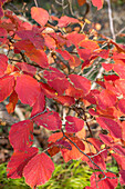 Witch hazel 'Feuerzauber' (Hamamelis) in autumn colour, portrait