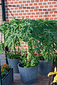 Papaya plant 'Sunnybees' (Carica papaya) in a pot