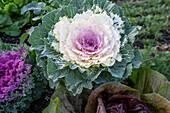 Ornamental cabbage (Brassica oleracea) with white rosette of leaves