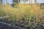 Asparagus (Asparagaceae) in the bed in autumn