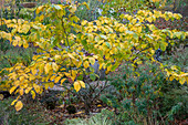 Witch hazel (Hamamelis), shrub in autumn leaves in the garden