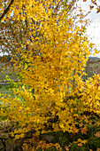 Field maple (Acer campestre) in autumn foliage