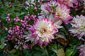 Dahlia (Dahlia with snowberry Symphoricarpos), flower and berries, close-up