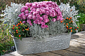 Coral shrub (Solanum pseudocapsicum), chrysanthemums (Chrysanthemum), senecio (Senecio), silver leaf (Calocephalus brownii) in planting tray