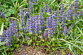 Common henbit (Ajuga reptans) flowering in a bed