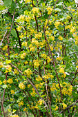 Golden currant (Ribes aureum), currant bush flowering yellow