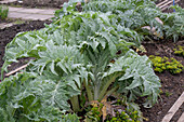 Artichoke 'Cardy' in the vegetable patch