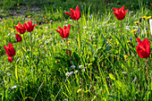 Lily-flowered tulip 'Pretty Woman' (Tulipa) in the meadow