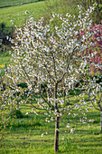 Flowering cherry tree (Prunus Cerasus), sour cherry 'Morina', tulip 'Marilyn' (Tulipa), daffodils in the garden