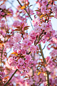 Japanese clove cherry 'Kanzan', pink ornamental cherry (Prunus Serrulata)