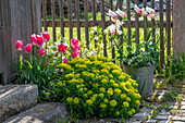 Bubi pot (Isotoma) 'White Star', tulip (Tulipa) 'Marilyn', 'Holland Chic', multicoloured spurge (Euphorbia polychroma) in the bed next to paving stones