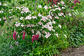 Flowering dogwood (Cornus cousa) 'Satomi', lupine (Lupinus polyphyllus ) 'Schloßfrau'