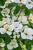 Blumenhartriegel (Cornus Cousa) 'Venus' mit weissen Blüten, Portrait