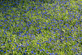 Stonecrop (Buglossoides purpurocaerulea) flowering as a cushion in the garden