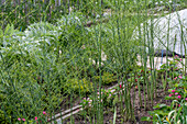 Allow asparagus (Asparagus) to grow through after harvesting, in the garden bed