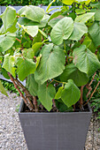 Mexican leaf pepper 'Hoja Santa' (Piper auritum) in a pot on the patio