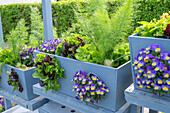 Designed plant pots with horned violets (Viola cornuta), bulbous fennel (Foeniculum vulgare) and lettuce as patio decorations