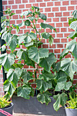 Cucumber plants (Cucumis Sativus) tied to a climbing support