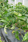 Tomato plants (Solanum Lycopersicum) on strings in the greenhouse