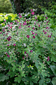 Brown cranesbill 'Lily Lovell' with flowers in the garden bed