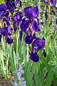 Koch's iris (Iris barbata) flowering in the border