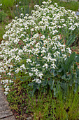 Sea kale (Crambe maritima) flowering in the bed