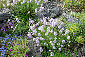 Stonecrop (Aethionema), alpine balsam (Erinus alpinus), Caucasian speedwell (Veronica caucasica) in the rock garden