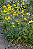 Illyrische Hahnenfuß (Ranunculus illyricus), blühend im Beet, für Steingarten geeignet