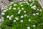 Globularia meridionalis suitable for rock garden