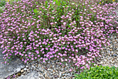 Cushion soapwort (Saponaria ocymoides) or red soapwort, suitable for rock gardens