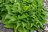 Funkia (Hosta) 'Amanuma' suitable for rock garden