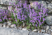 Alpine balsam (Erinus alpinus) suitable for rock garden