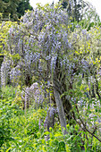 Chinese blue rain 'Prolific' (Wisteria) in full bloom